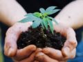 agronome hands keeping an organic sprout of hemp