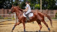 A girl is riding a horse professionally